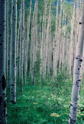 g3/08/890008/3/120603593.6ZGOsiN9.jpg