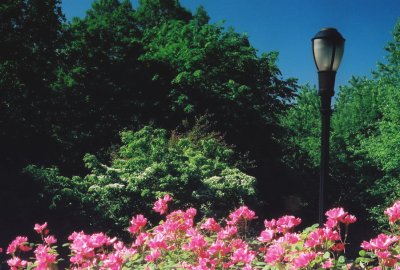 Isham Park erupts in blooms.