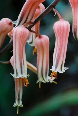 Hothouse flowers in the Conservatory at the New York Botanical Garden.