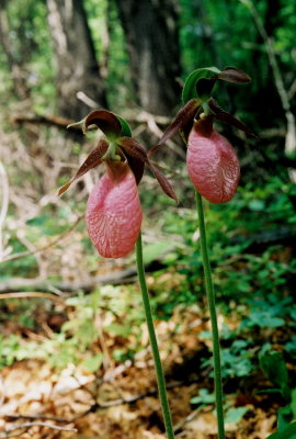 Cypripedium acaule