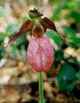 Cypripedium acaule