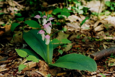 Galearis spectabilis