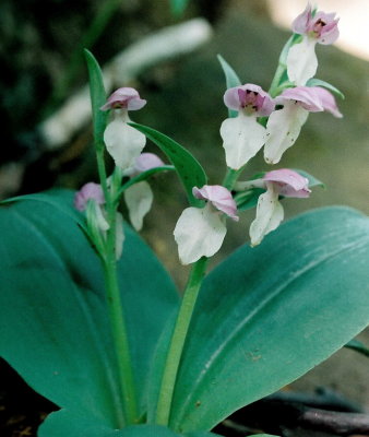 Galearis spectabilis