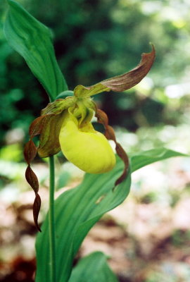 Cypripedium pubescens var. parviflorum