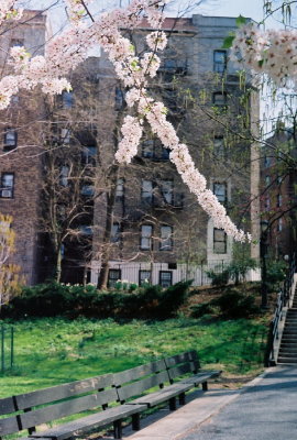 Spring scene. Our neighborhood in upper Manhattan. 4/8/10