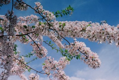 Flowering cherry tree.