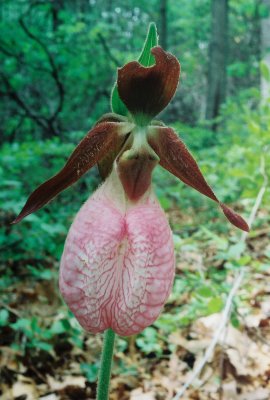 C. acaule, pink-flowered form. 5/11/10 Long Island, NY