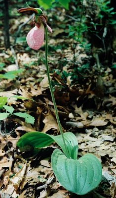 C. acaule (pink)