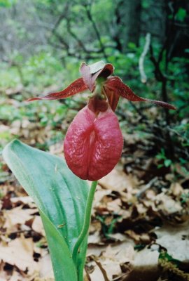 C. acaule, deep-red form
