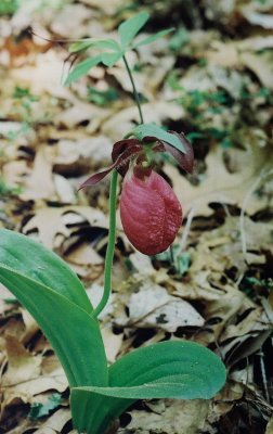 C. acaule, deep-red form with past-prime Isotria verticillata 5/11/10