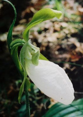 C. acaule albiflorum 5/16/10
