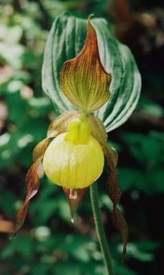 C. parviflorum var. pubescens NJ