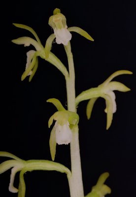 C. trifida