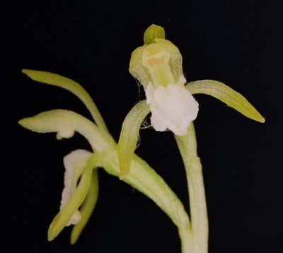 C. trifida