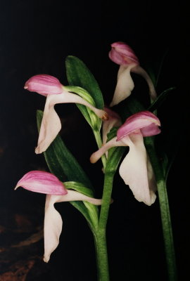 Galearis spectabilis NJ