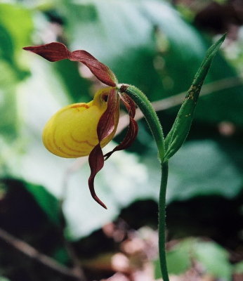 C. pubescens var. makasin side view NJ
