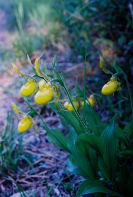 A group of yellow cyps in the soft evening light.
