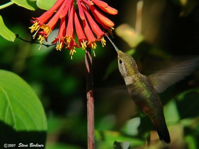 Rufous Hummingbird f.  at honeysuckle