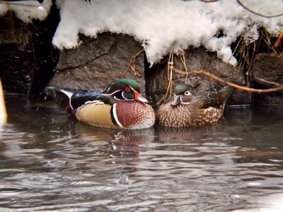 Wood Duck pair & snow