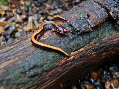 W. Redback Salamander