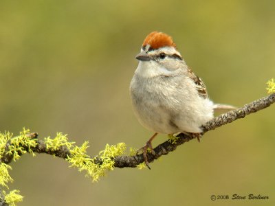 Chipping Sparrow