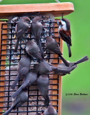 Bushtits & Chickadee