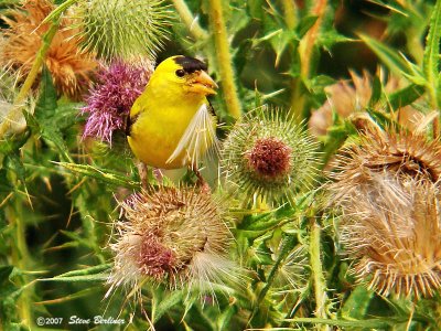 Amer. Goldfinch