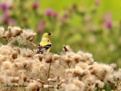 Amer. Goldfinch