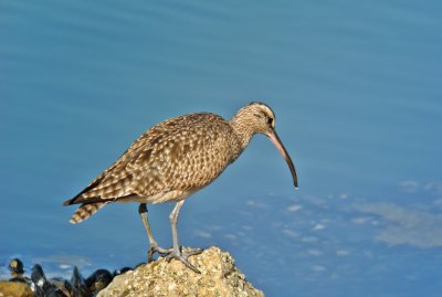 Whimbrel