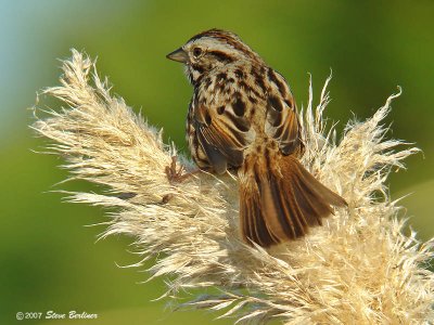 Song Sparrow heermanni