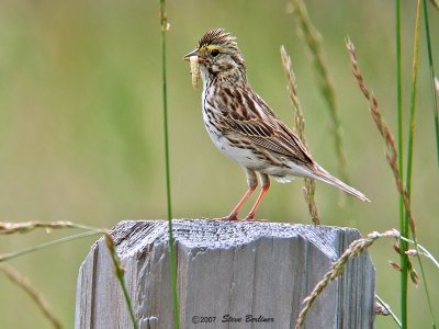 Savanna sparrow