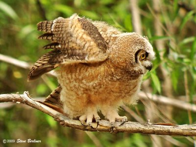 Great-horned Owlet