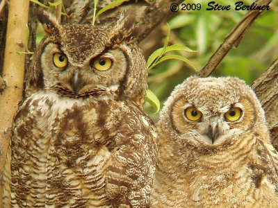 Great-horned Owls