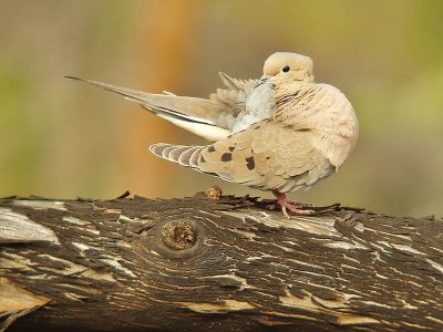 Mourning Dove