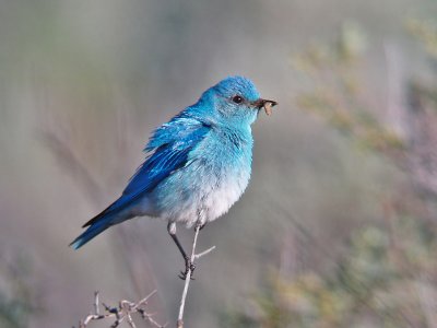 Mtn. Bluebird