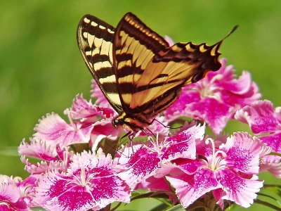 W Tiger Swallowtail