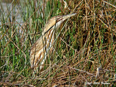 American Bittern