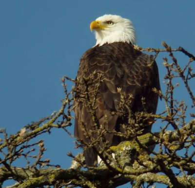 Bald Eagle