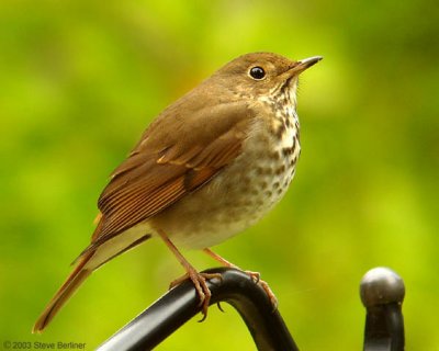 Hermit Thrush