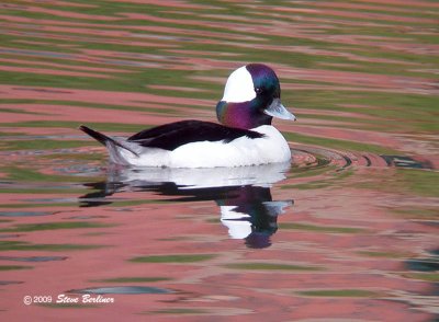 Bufflehead
