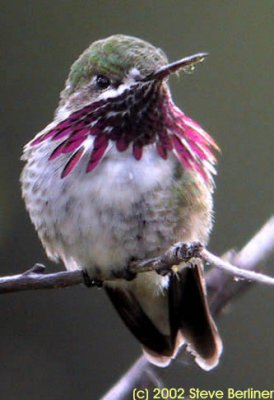 Calliope Hummingbird, m.