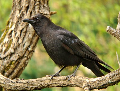 American Crow
