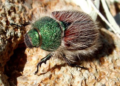 Alvord Scarab beetle