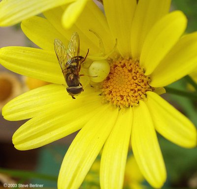 Crab spider & hover fly