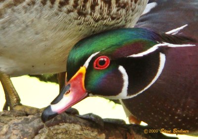 detail Wood Duck pair