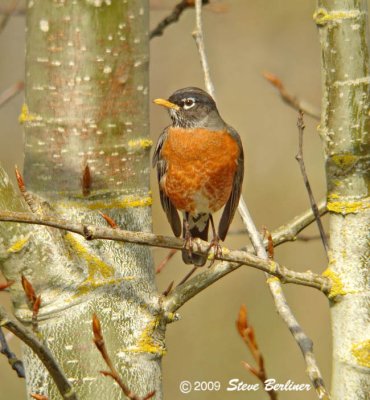 American Robin