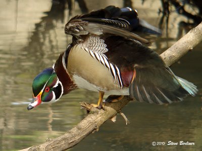 Wood Duck drake