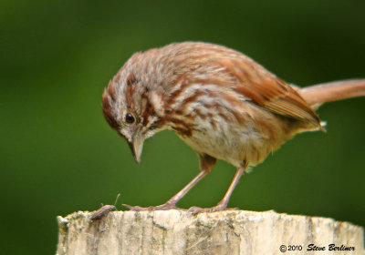 picky, picky, picky: Song Sparrow