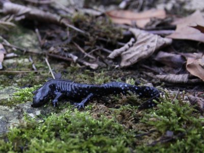 Blue-spotted Salamander