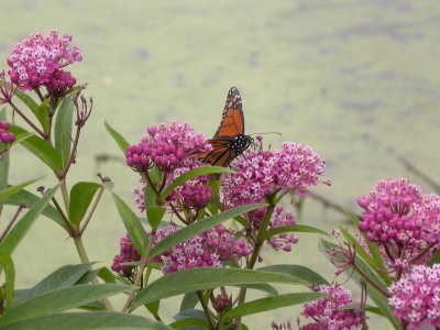 Monarch